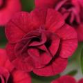 Calibrachoa MiniFamous Double Magenta (Spring)