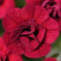 Calibrachoa MiniFamous Double Magenta