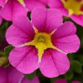 Calibrachoa Starshine Pink