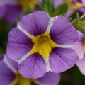 Calibrachoa Starshine Purple