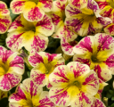 Calibrachoa Superbells Holy Moly!