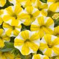 Calibrachoa Superbells Lemon Slice