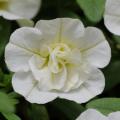 Calibrachoa Uno Double White