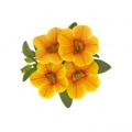 Calibrachoa Volcano Gold