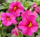 Calibrachoa Aloha Kona Hot Pink