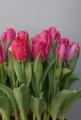 Tulip canasta pink 