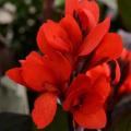 Canna Cannova Bronze Red