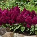 Celosia First Flame Purple