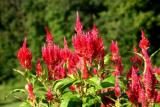 Celosia Kelos Fire Red