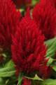 Celosia First Flame Red