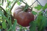 Tomato Cherokee Purple Slicer