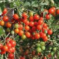 Tomato Baby Cherry Red