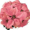 Poinsettia Christmas Feelings Pink