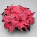 Poinsettia  Christmas Season Pink 