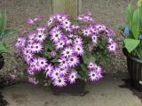 Cineraria Senetti Magenta Bicolor