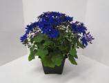 Cineraria Senetti Blue