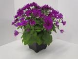 Cineraria Senetti Magenta