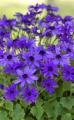 Cineraria Senetti Super Blue