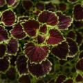 Coleus Burgundy Wedding Train