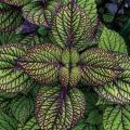 Coleus Fishnet Stockings