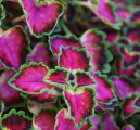 Coleus Great Falls Angel