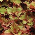 Coleus Henna