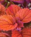 Coleus Inferno