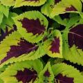 Coleus Kong Lime Sprite