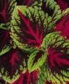 Coleus Kong Red