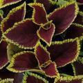 Coleus Kong Scarlet