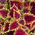 Coleus Main Street Oxford Street