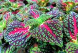 Coleus Main Street LaRamba 