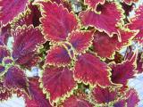 Coleus Main Street Oxford Street