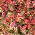 Coleus Pink Explosion