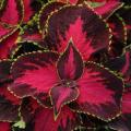 Coleus Premium Sun Chocolate Covered Cherry