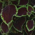 Coleus Premium Sun Chocolate Mint