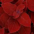 Coleus Ruby Slipper Red