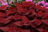 Coleus Ruby Slipper 