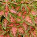 Coleus Wizard Coral Sunrise