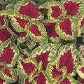 Coleus Wizard Rose