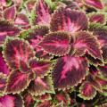 Coleus Main Street Fifth Avenue