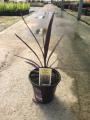 Cordyline Red Sensation