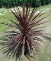 Cordyline Red Star