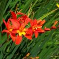 Crocosmia Jochem Orange