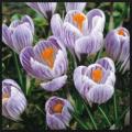 Crocus Pickwick Striped