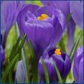 Crocus Remembrance Purple