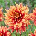 Dahlia Dazzling Magic Orange