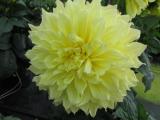 Dahlia Kelvin Floodlight