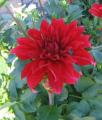 Dahlia Babylon Red