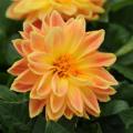 Dahlia Dahlietta Coby Apricot Bicolor